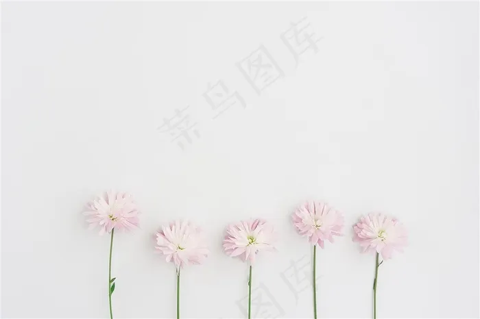 春季春天粉色鲜花波斯菊卉桌面背景
