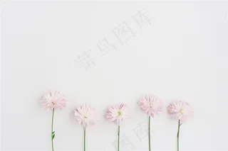 春季春天粉色鲜花波斯菊卉桌面背景