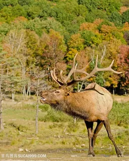 唯美森林里的麋鹿野生动物图片 唯美森林里的麋鹿野生动物图片