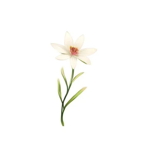 花免抠(2048x2048)