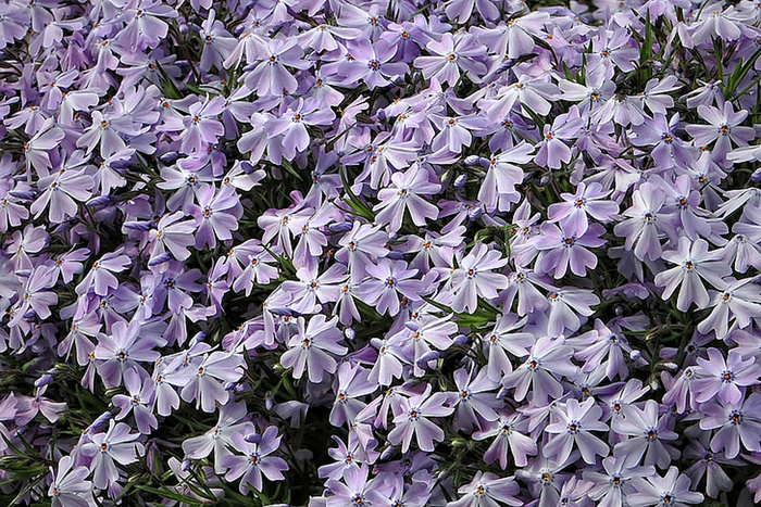 花朵 花束 植物 素材 (16)