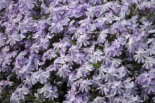 花朵 花束 植物 素材 (16)