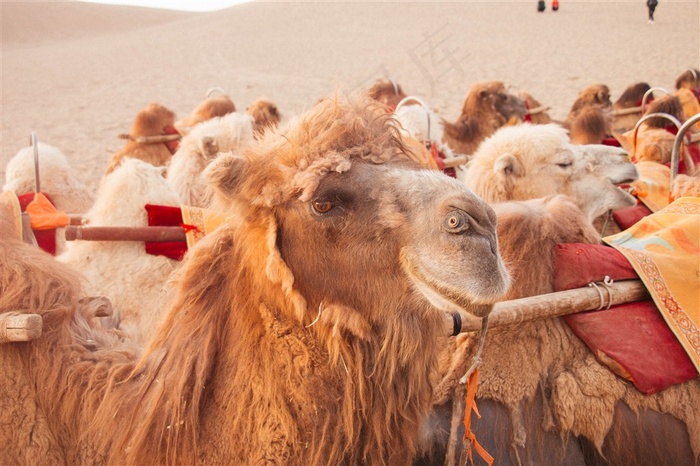 沙漠中的骆驼高清图