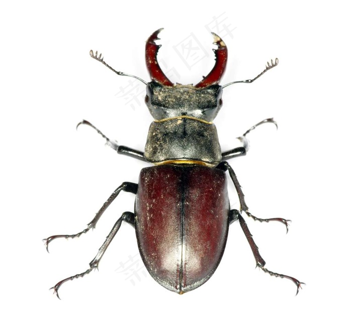 昆虫系列 - 美丽的褐色昆虫