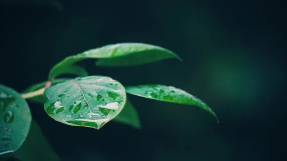植物, 自然, 花园, 绿色, 夏天, 春天, 草