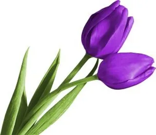 郁金香 PNG免抠