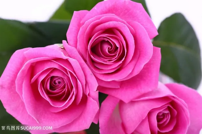 高清三朵粉色玫瑰花图片