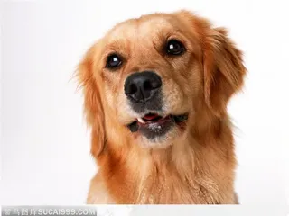 宠物狗（侧目）