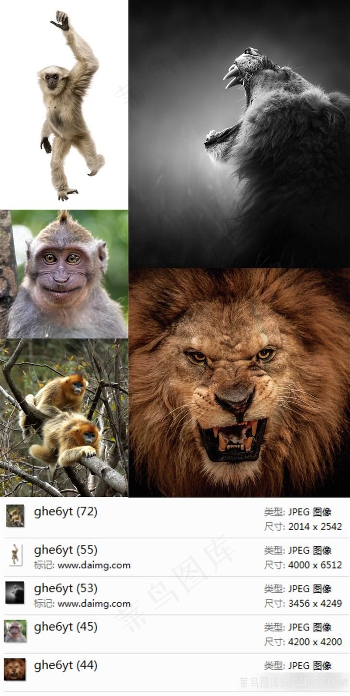 猴子狮子摄影素材