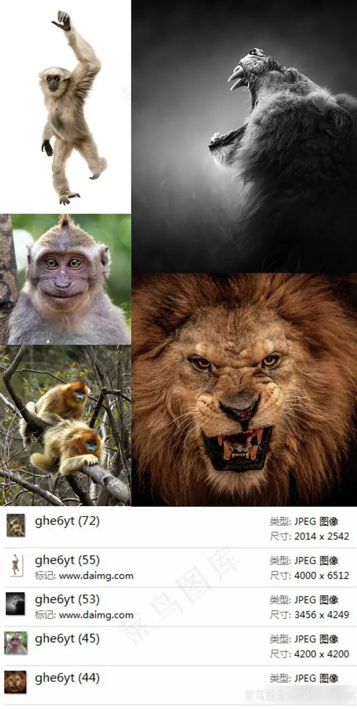 猴子狮子摄影素材