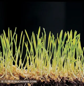 生长旺盛的嫩芽