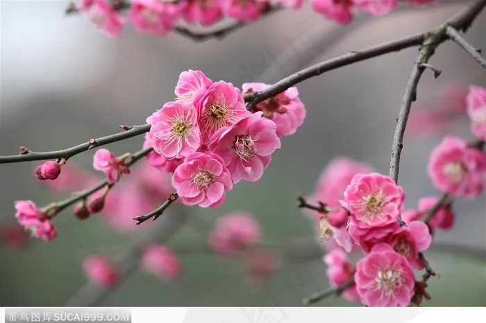 梅花物语-一串粉色梅花