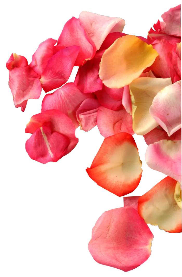 花瓣 免抠 漂浮 花瓣元素