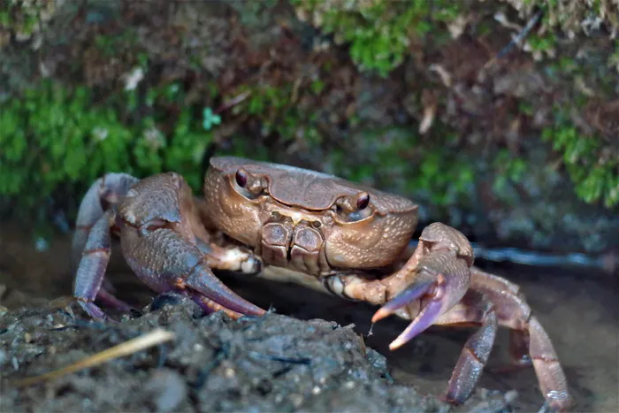 高清螃蟹钳子螃蟹图片
