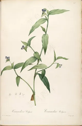 唯美雷杜德原版花枝插画装饰画