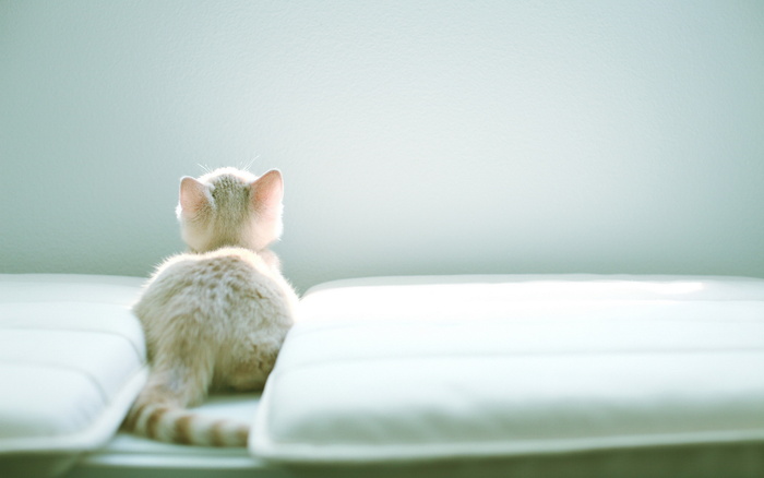 小猫在玩呢