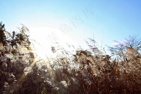 芦苇丛图片 芦苇丛图片