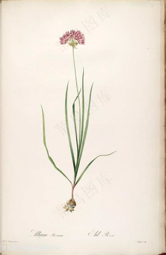 原版高清雷杜德花草图谱水彩花卉