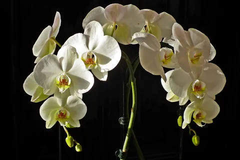 白色兰花鲜花图片 白色兰花鲜花图片