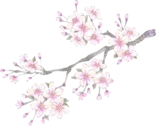 粉色简约风手绘鲜花花朵水墨画PNG素材图片 (20)