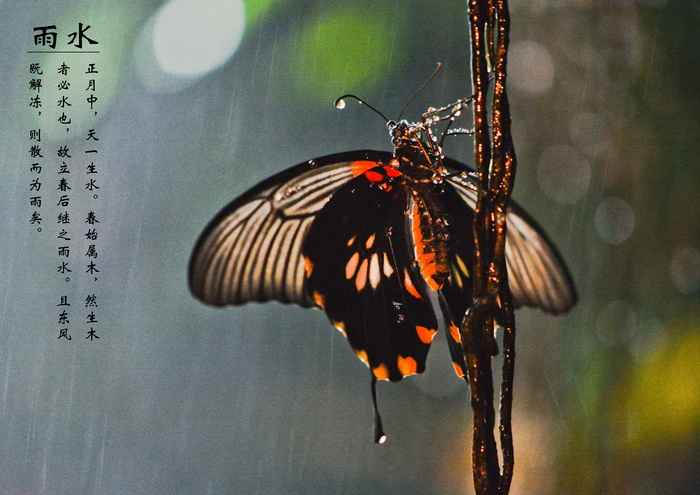 雨水图片