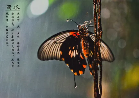 雨水图片 雨水图片
