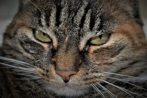 虎斑猫头部特写图片 虎斑猫头部特写图片