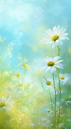 春天清新白色花朵温馨，蓝色朦胧，立春惊蛰春分摄影图