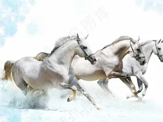 雪地上奔跑的马匹高清摄影图片素材