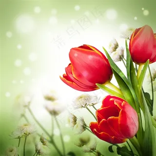 红色郁金香图片