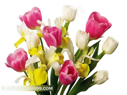 郁金香鲜花壁纸摄影 郁金香鲜花壁纸摄影