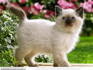 花园中的巴厘猫图片