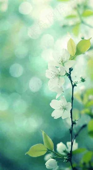 春天清新白色花朵枝叶，春分立春摄影图