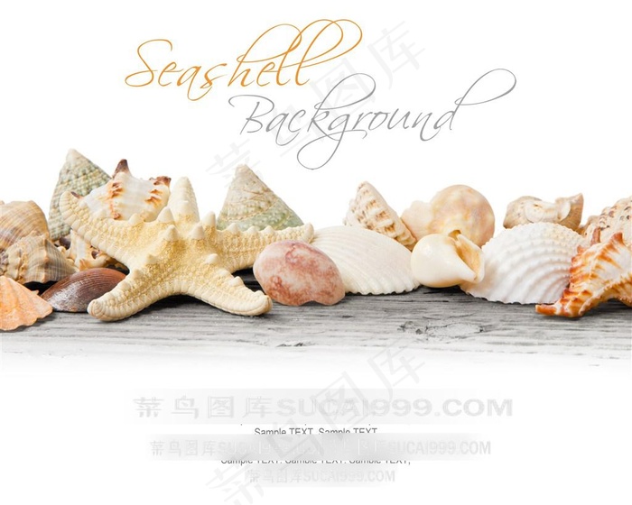 海星贝壳背景图片
