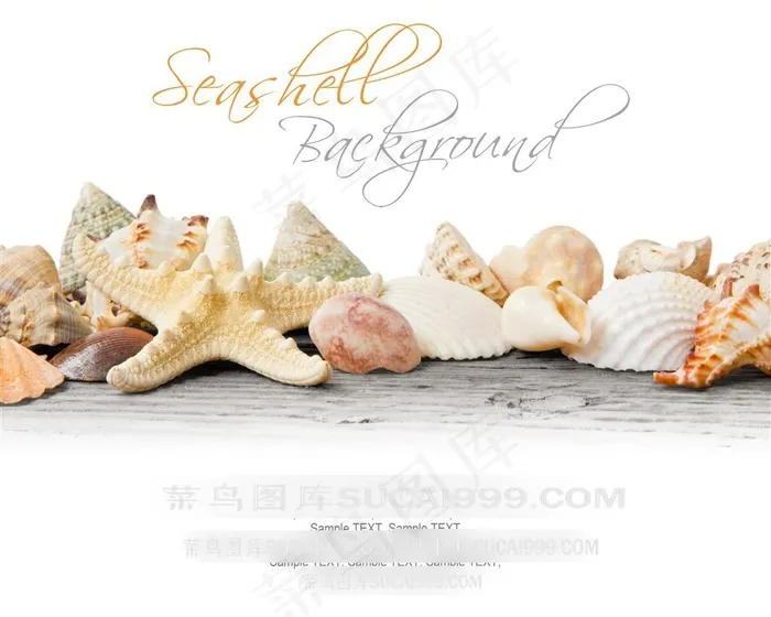 海星贝壳背景图片
