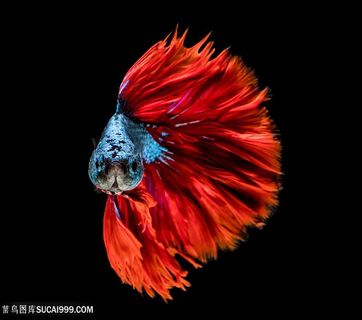 可爱的彩色金鱼高清图