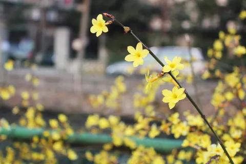 高清迎春花图片下载 高清迎春花图片下载