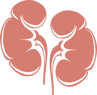 医学器官肾脏矢量风格解剖图
