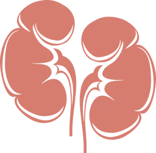 医学器官肾脏矢量风格解剖图