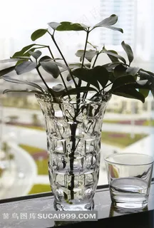 窗台上的玻璃花瓶和叶子