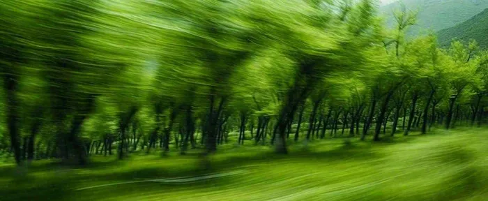 绿色树木虚幻树林摄影图(1712x704)