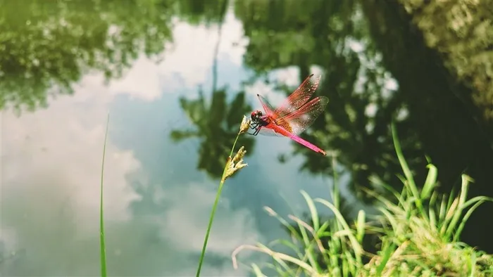 轻盈停落的蜻蜓素材