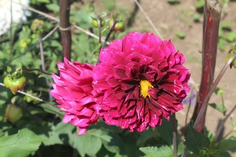 百日菊鲜花花朵图片 百日菊鲜花花朵图片