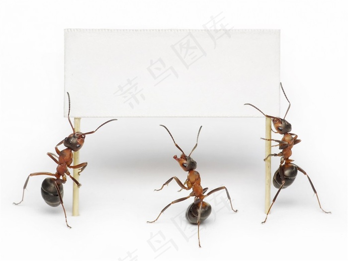 黑白创意蚂蚁