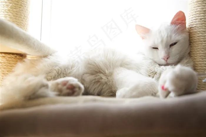 睡觉的猫咪素材