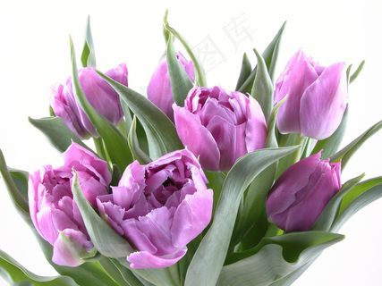 紫色郁金香高清图片下载