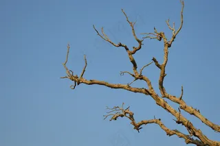 光秃秃的枝干图片