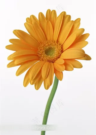 带茎的黄色金光菊鲜花白色背景