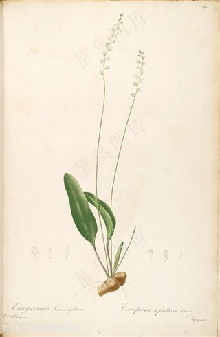 雷杜德原版高清唯美花卉时尚花草图谱