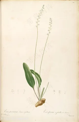 雷杜德原版高清唯美花卉时尚花草图谱